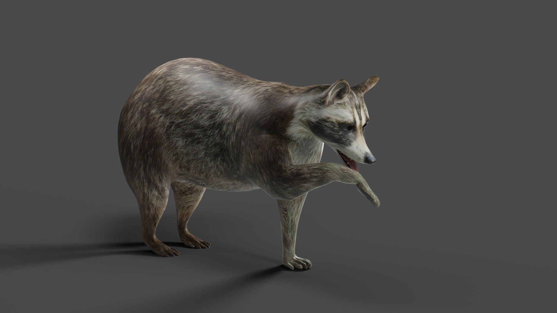 Raccoon Rigged in Blender Low-poly 3D model_4