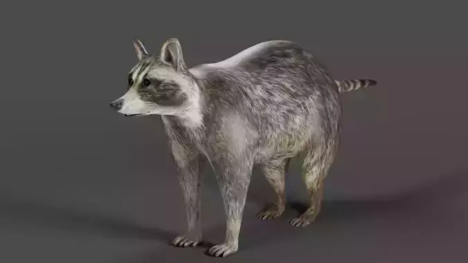 Raccoon NO Rigged in Blender