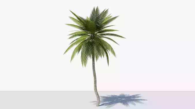 Lowpoly Date Palm v4 Low-poly 3D model