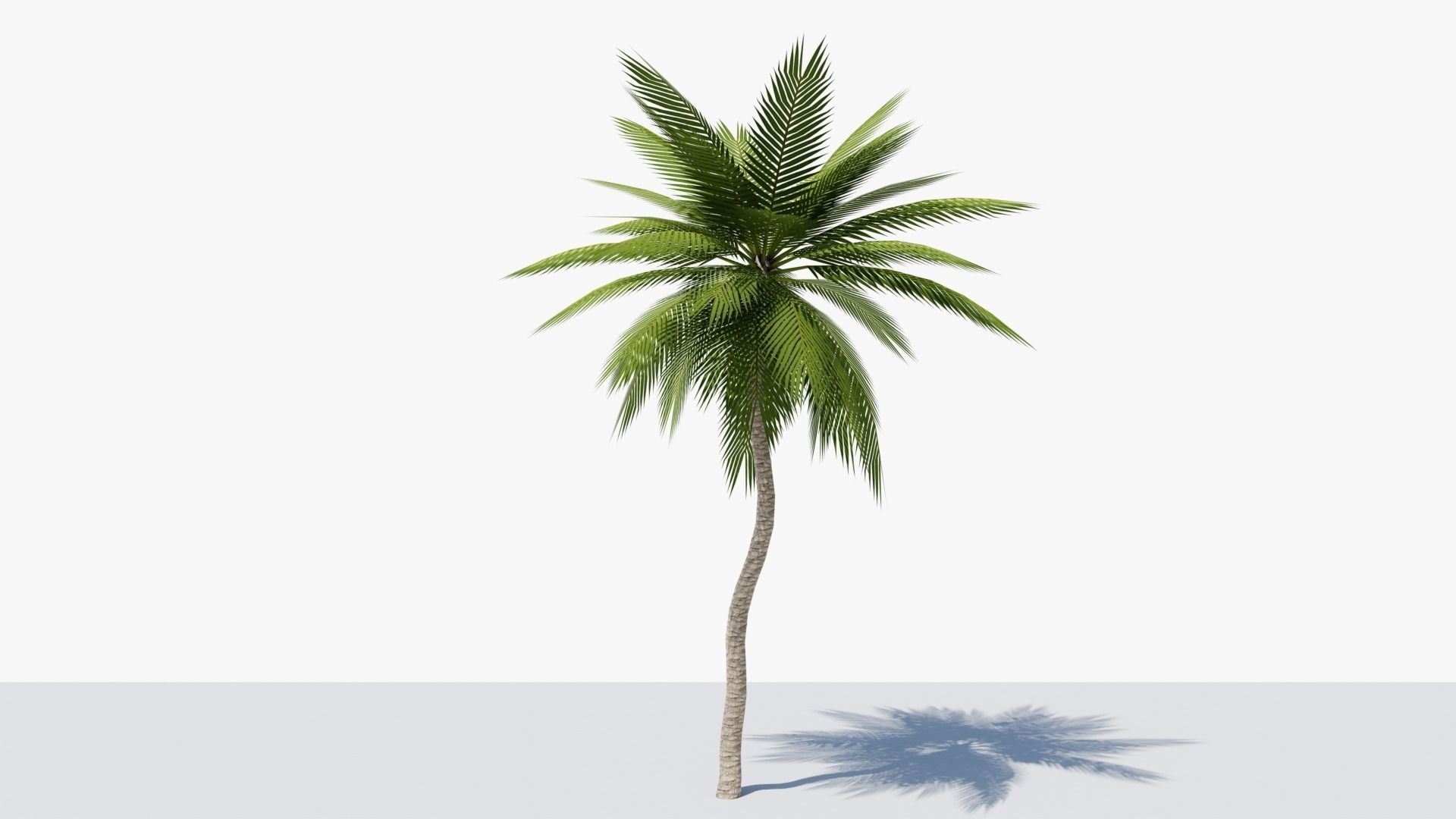 Lowpoly Date Palm v4 Low-poly 3D model_2