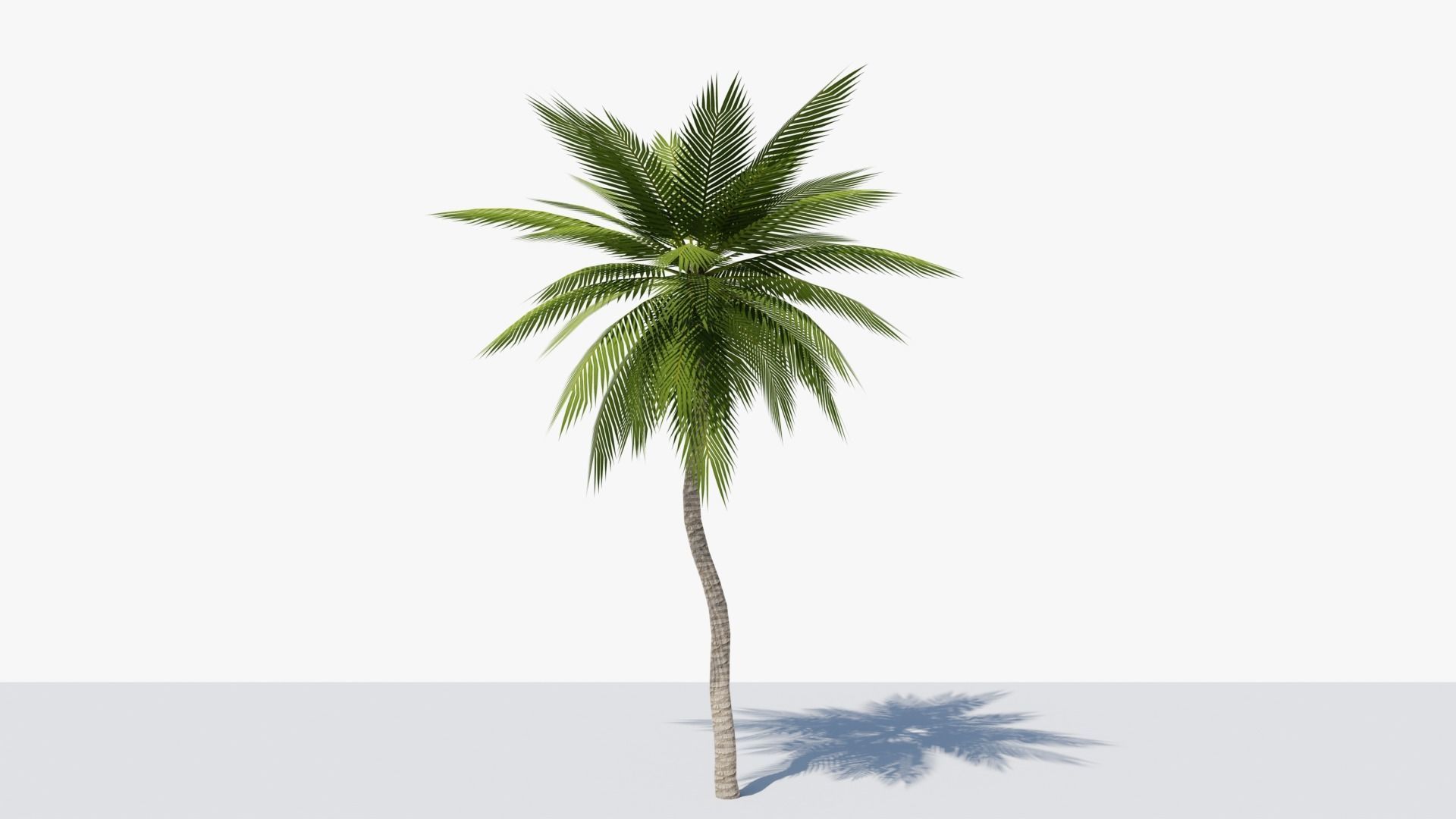 Lowpoly Date Palm v4 Low-poly 3D model_6