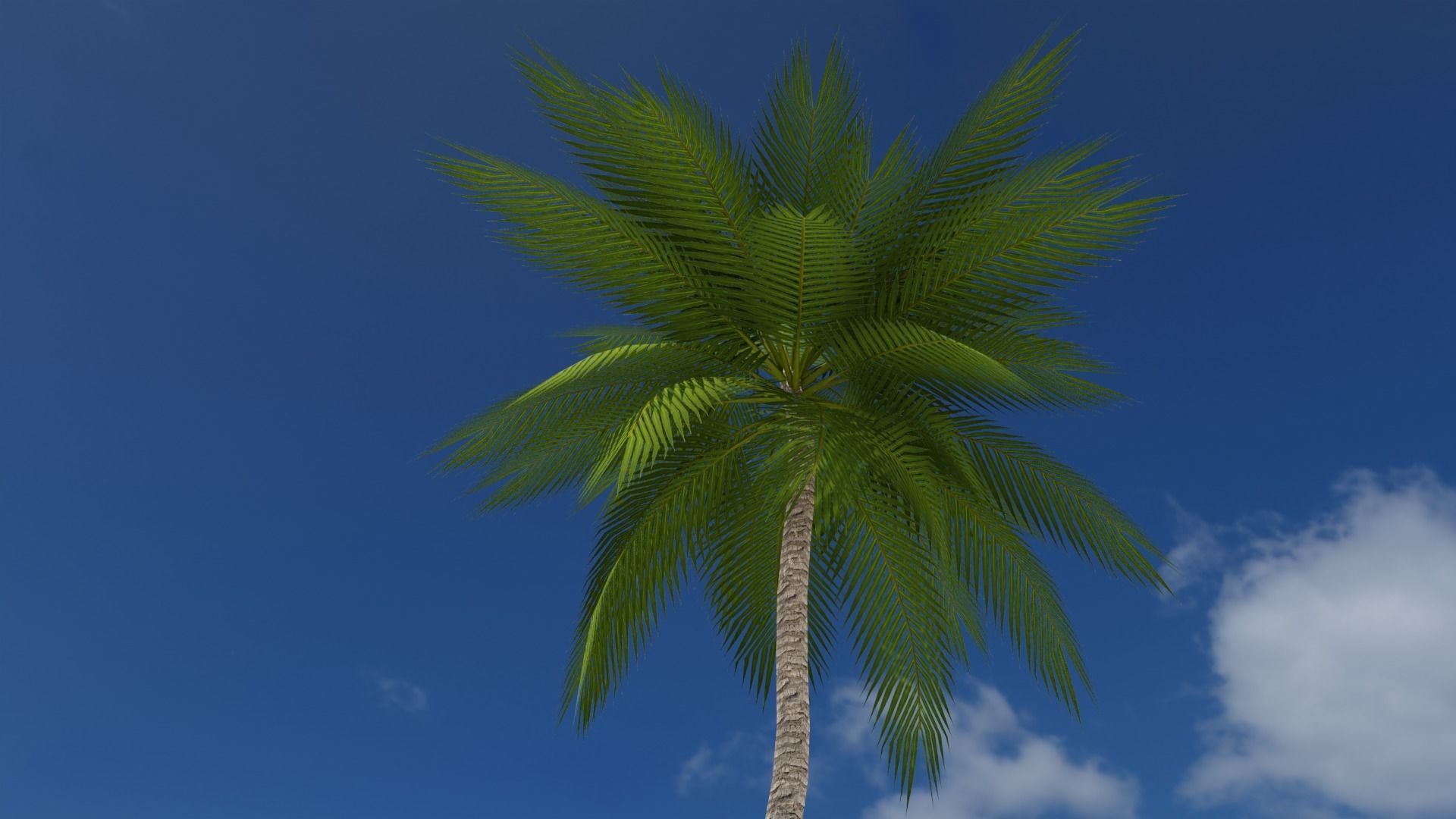 Lowpoly Date Palm v4 Low-poly 3D model_8