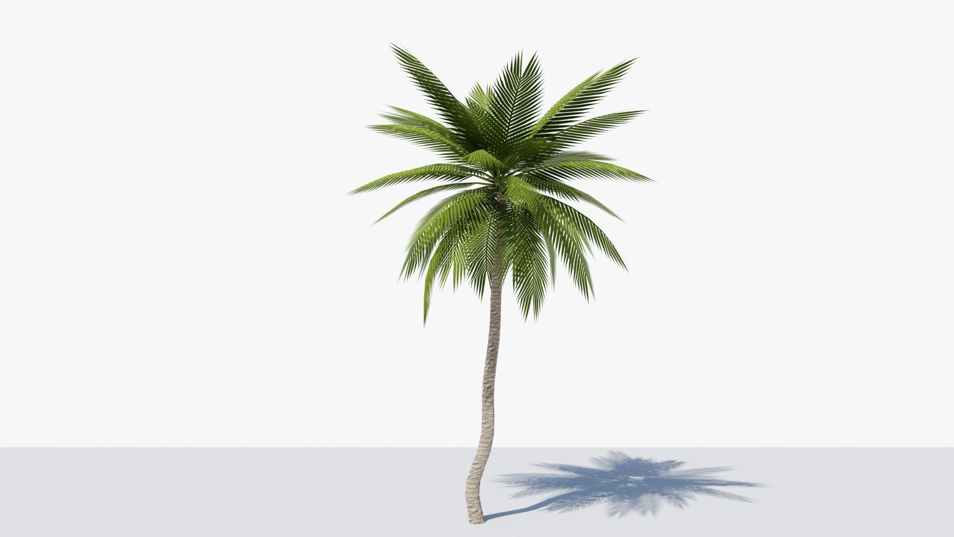 Lowpoly Date Palm v4 Low-poly 3D model_4