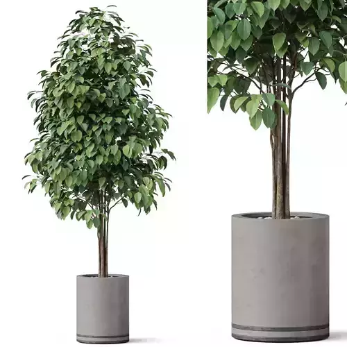 Plants collection 879