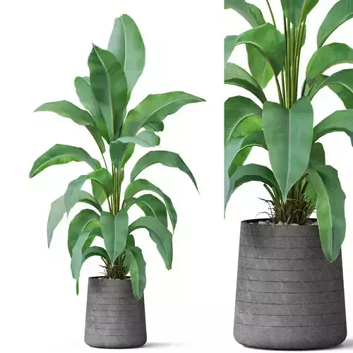 Plants collection 882