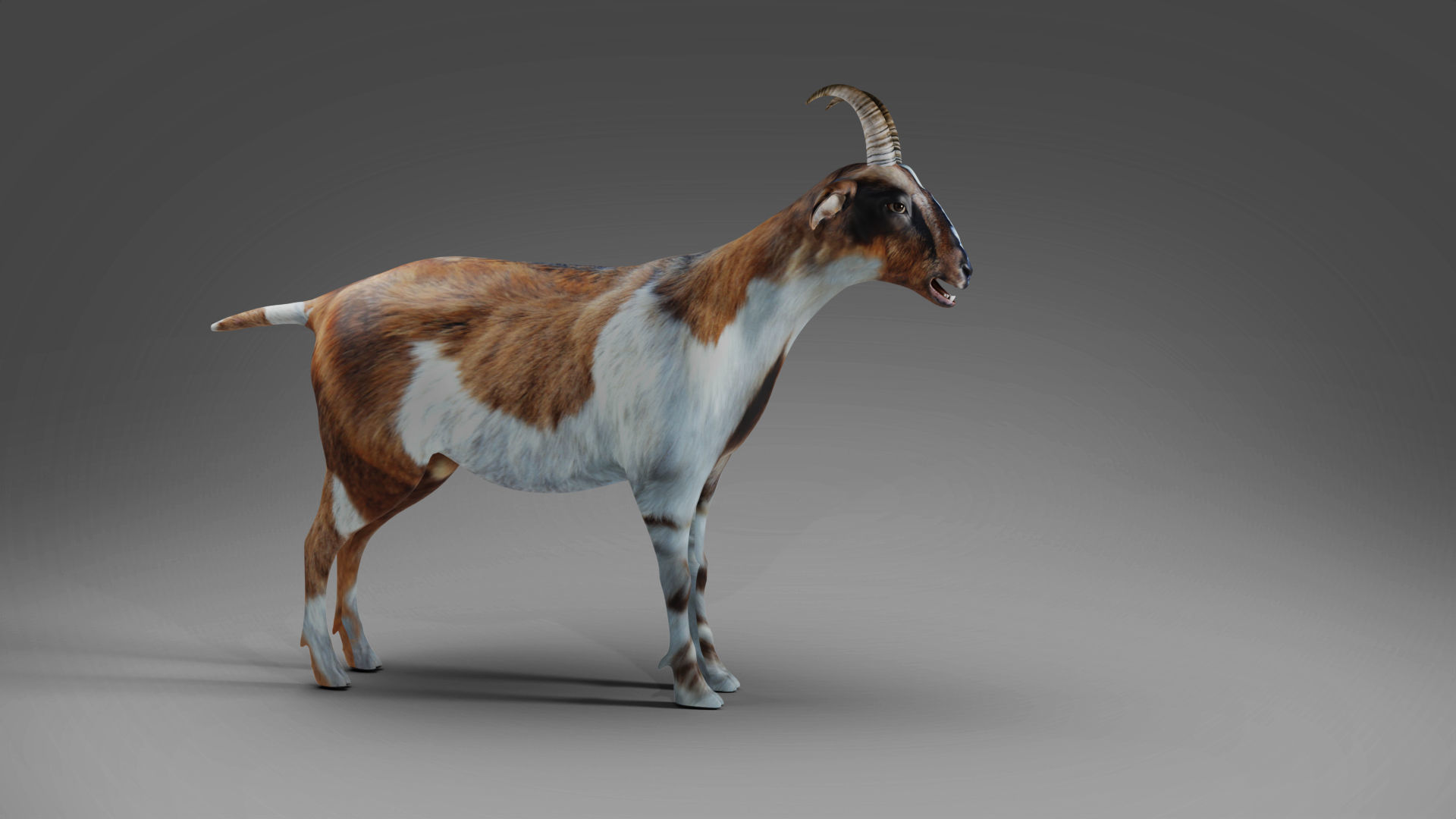 Goat 01 Rigged and Animation Low-poly 3D model_4
