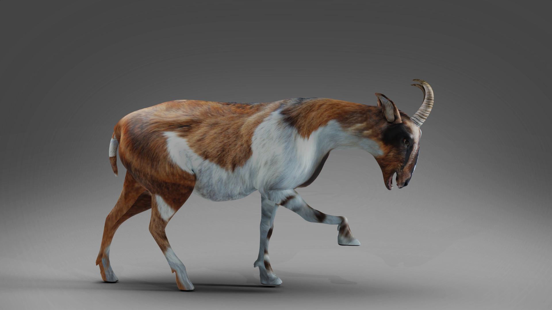Goat 01 Rigged and Animation Low-poly 3D model_2