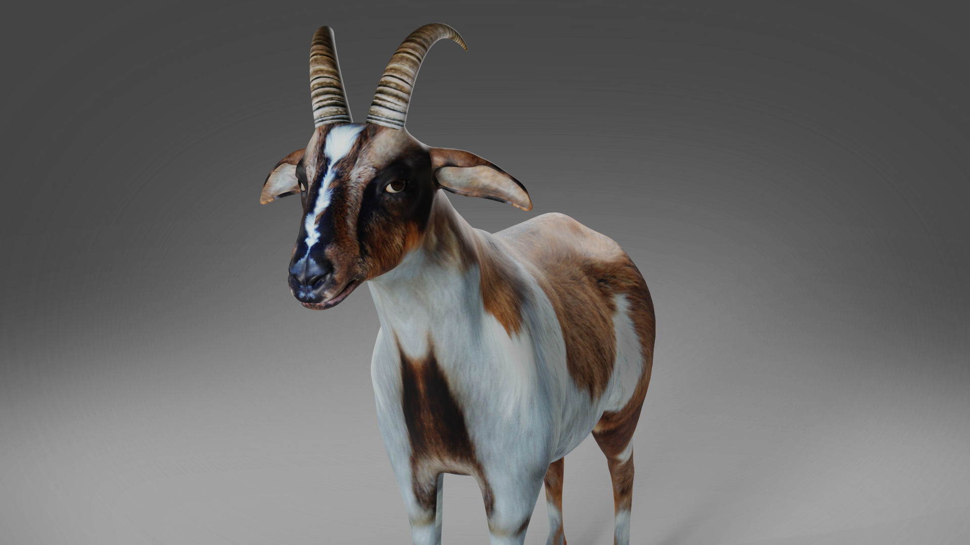 Goat 01 Rigged and Animation Low-poly 3D model_6