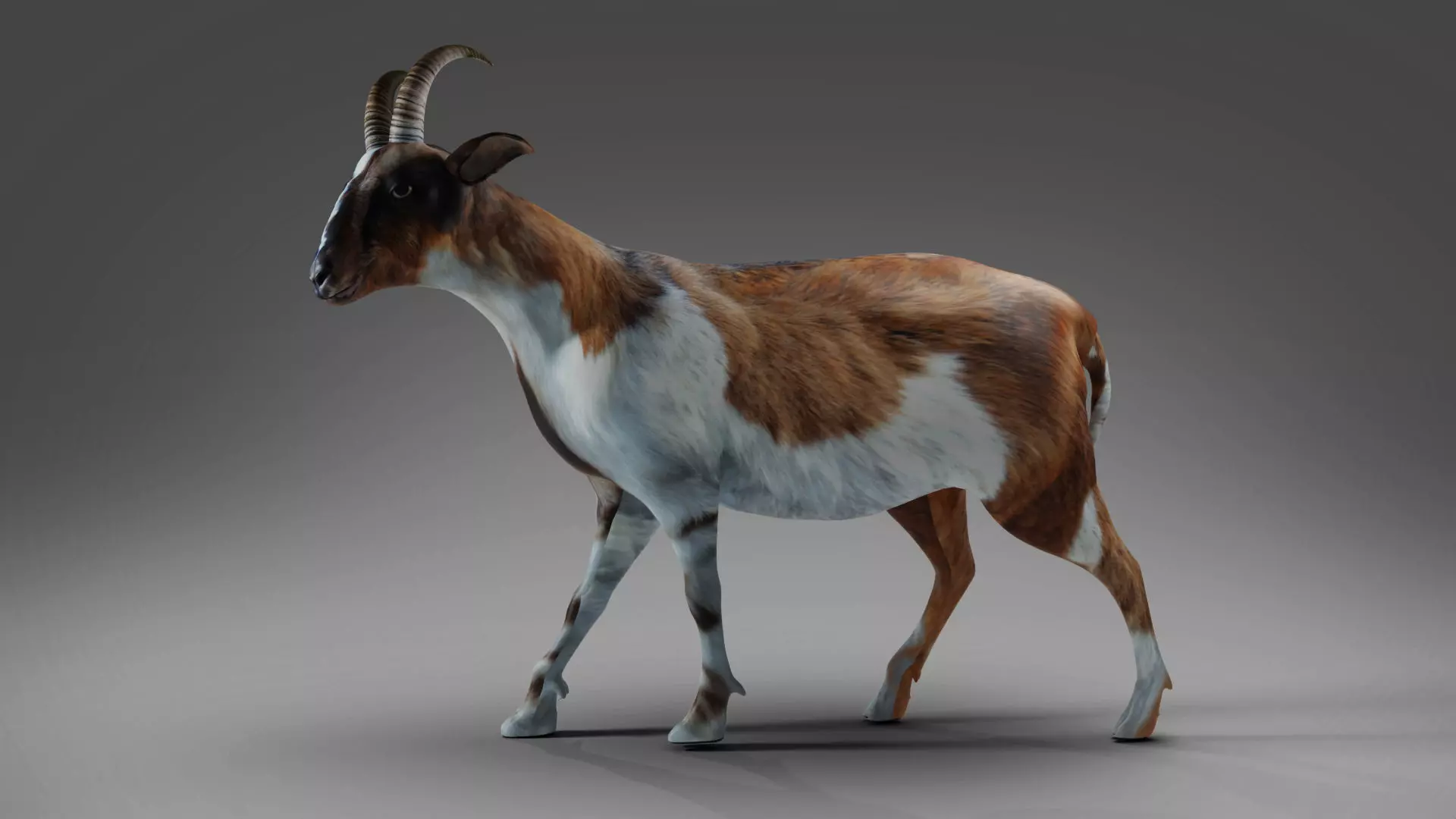 Goat 01 Rigged and Animation Low-poly 3D model_0
