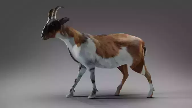 Goat 01 Rigged and Animation Low-poly 3D model