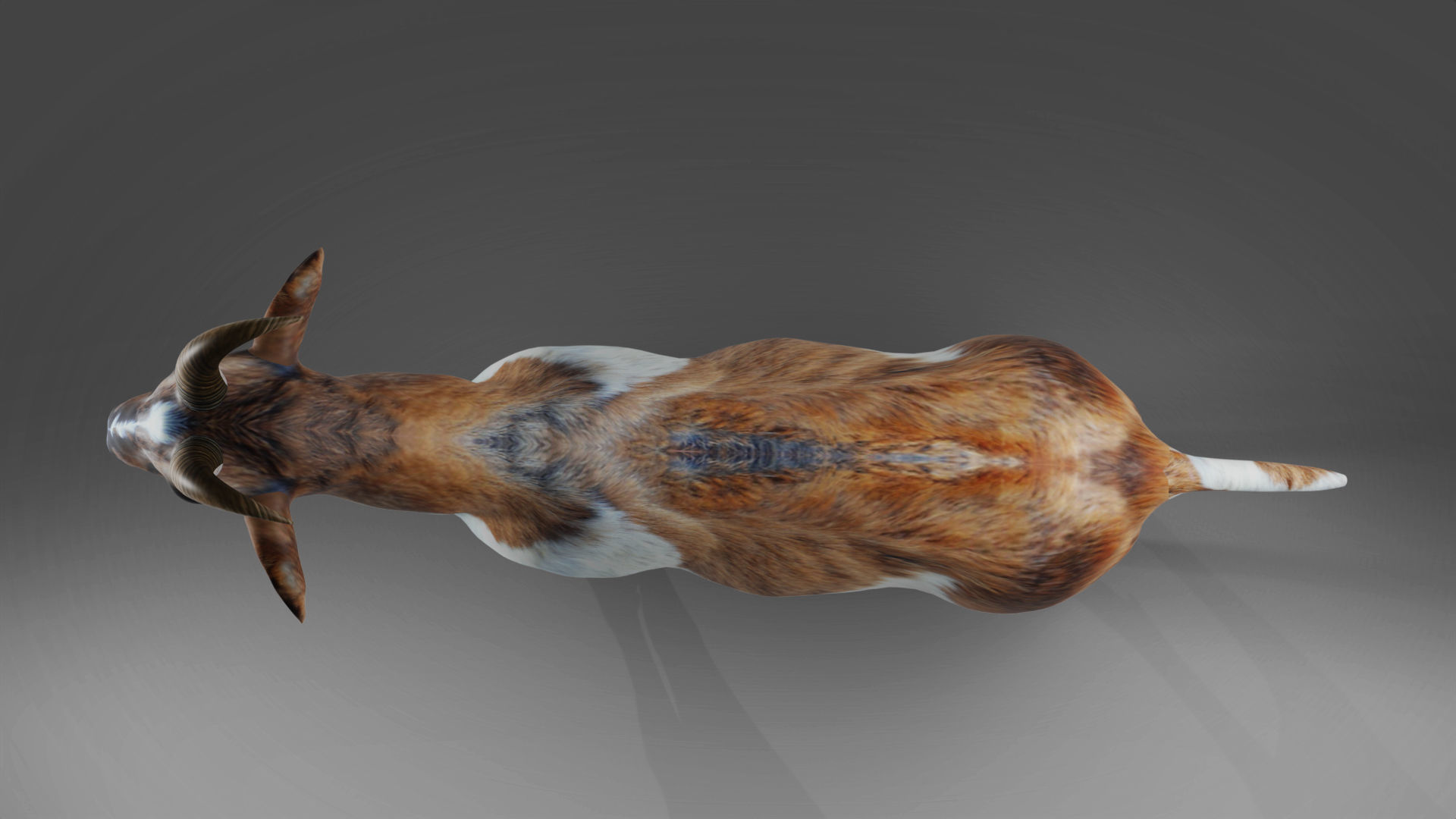 Goat 01 Rigged and Animation Low-poly 3D model_5