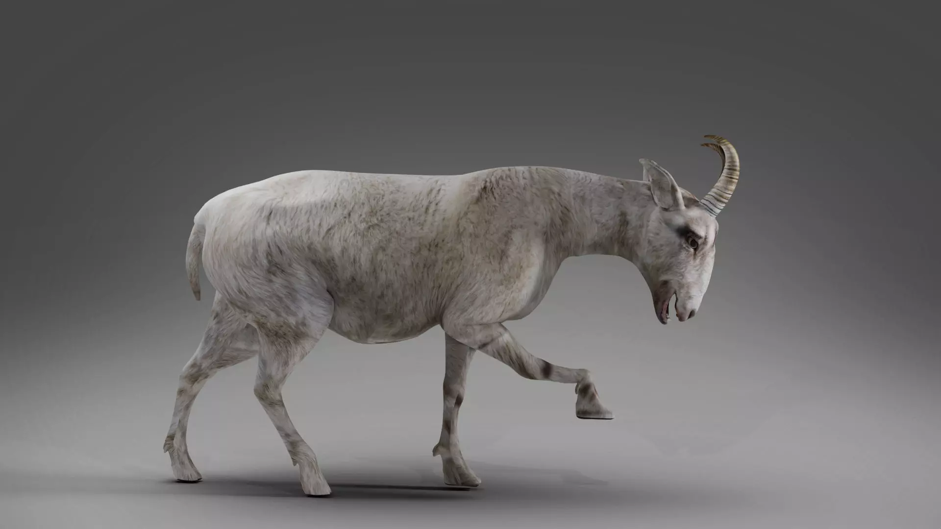 Goat 02 Rigged and Animation Low-poly 3D model