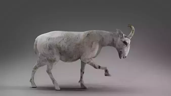 Goat 02 Rigged and Animation  Low-poly 3D model