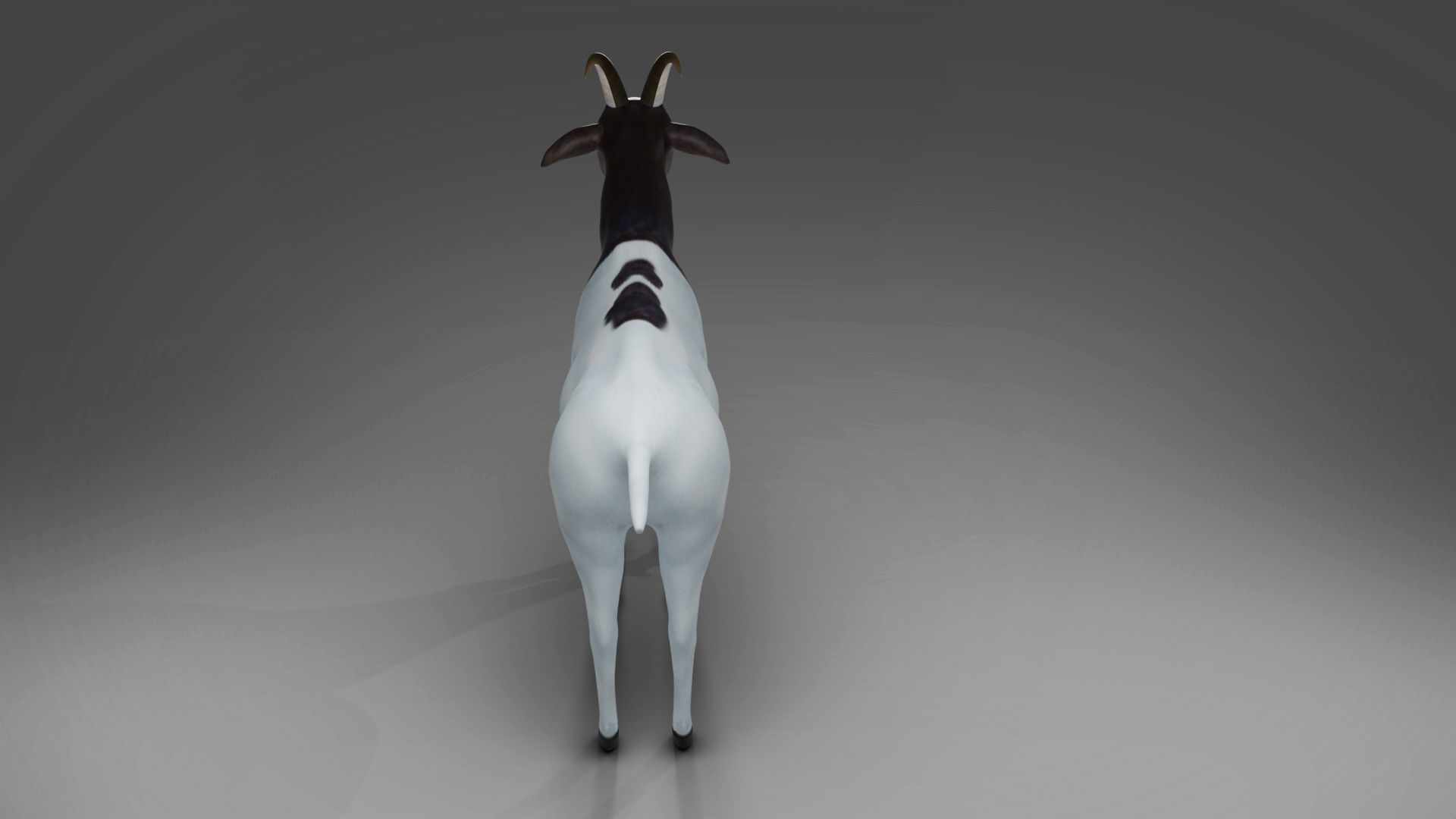 Goat 03 Rigged and Animation Low-poly 3D model_7
