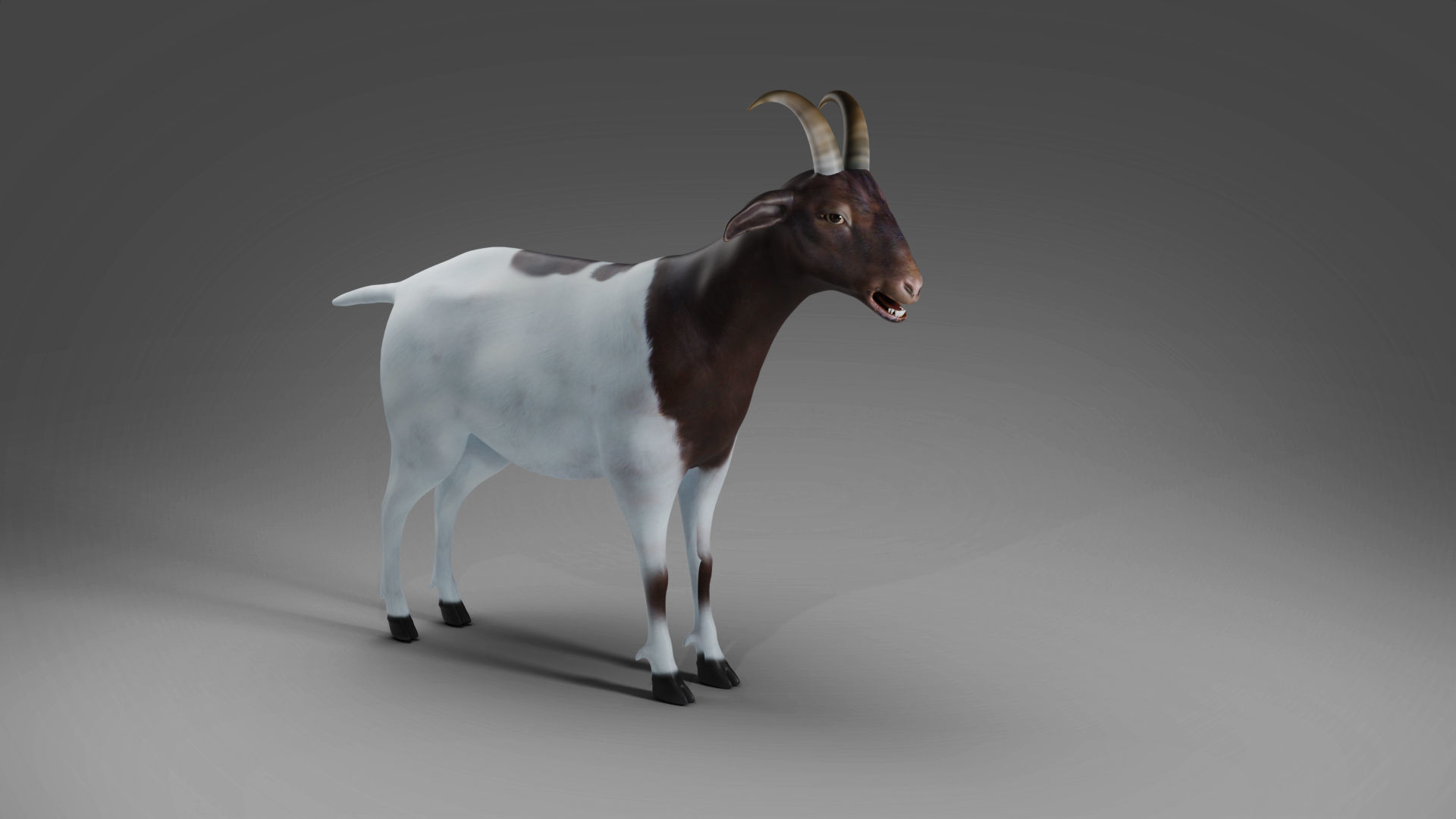 Goat 03 Rigged and Animation Low-poly 3D model_5