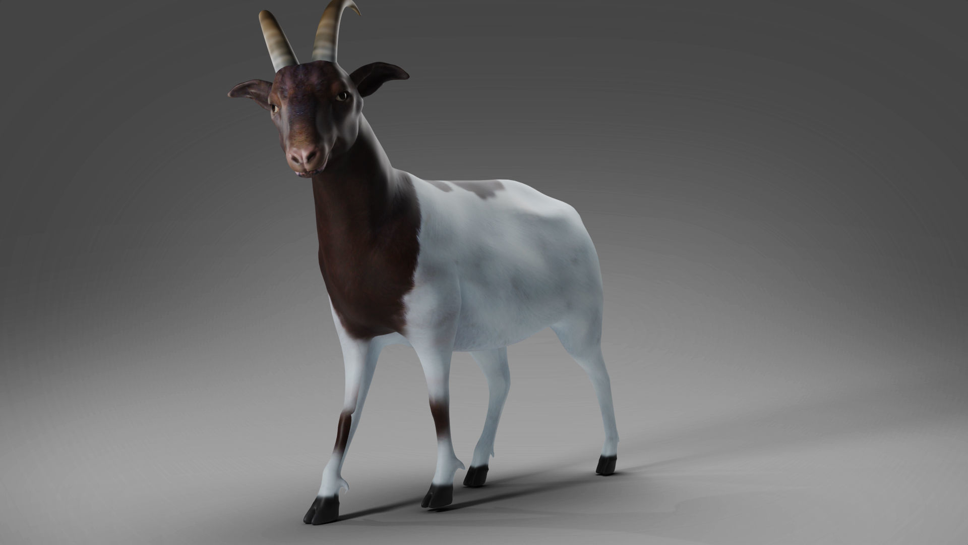 Goat 03 Rigged and Animation Low-poly 3D model_3