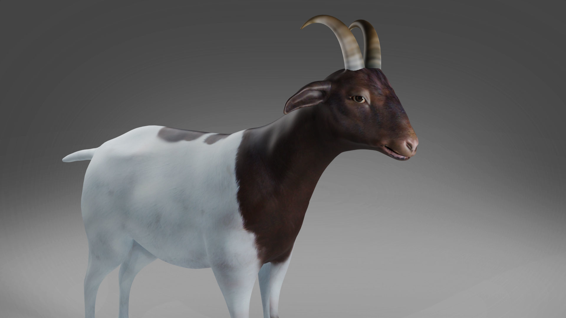 Goat 03 Rigged and Animation Low-poly 3D model_2