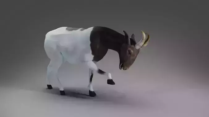 Goat 03 Rigged and Animation