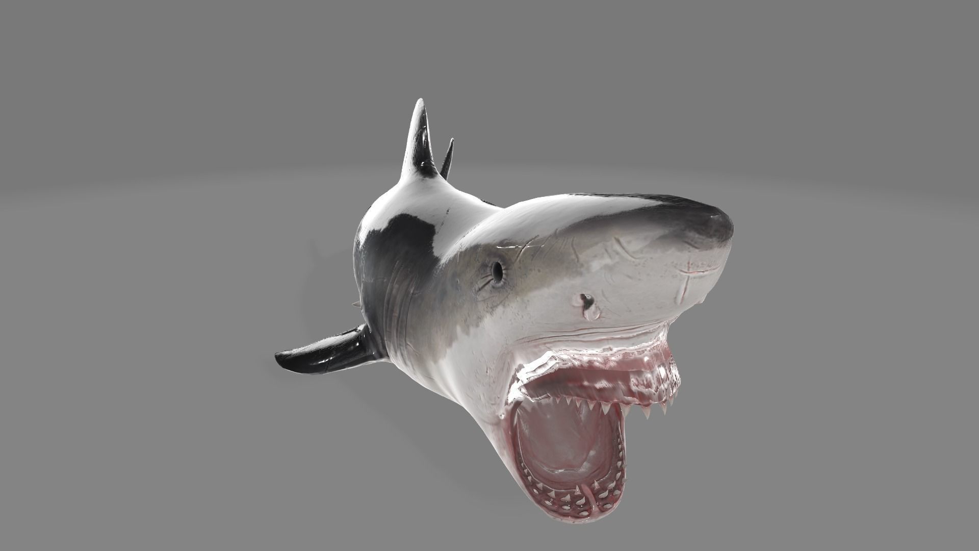 animated shark with high detail Low-poly 3D model_5