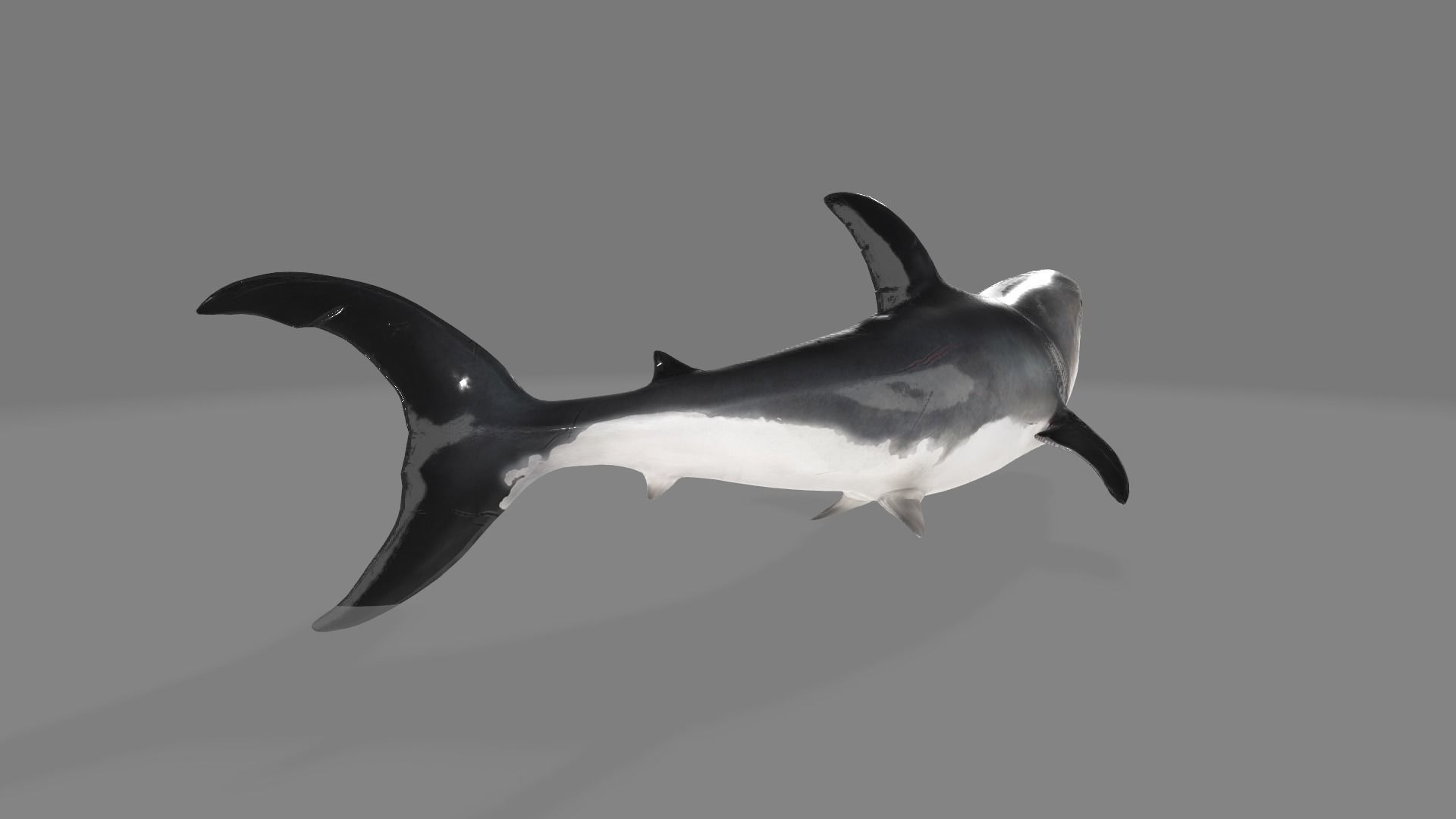 animated shark with high detail Low-poly 3D model_3