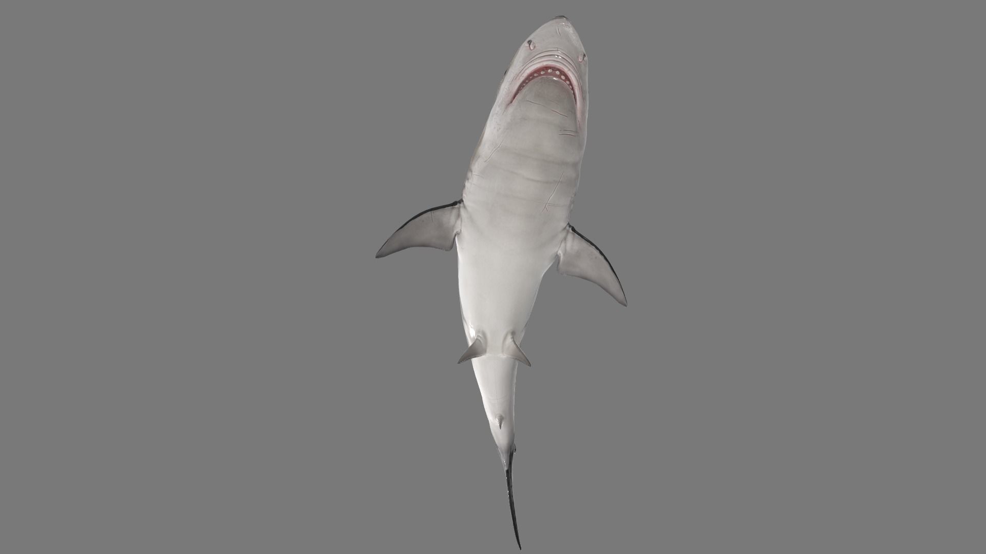 animated shark with high detail Low-poly 3D model_1