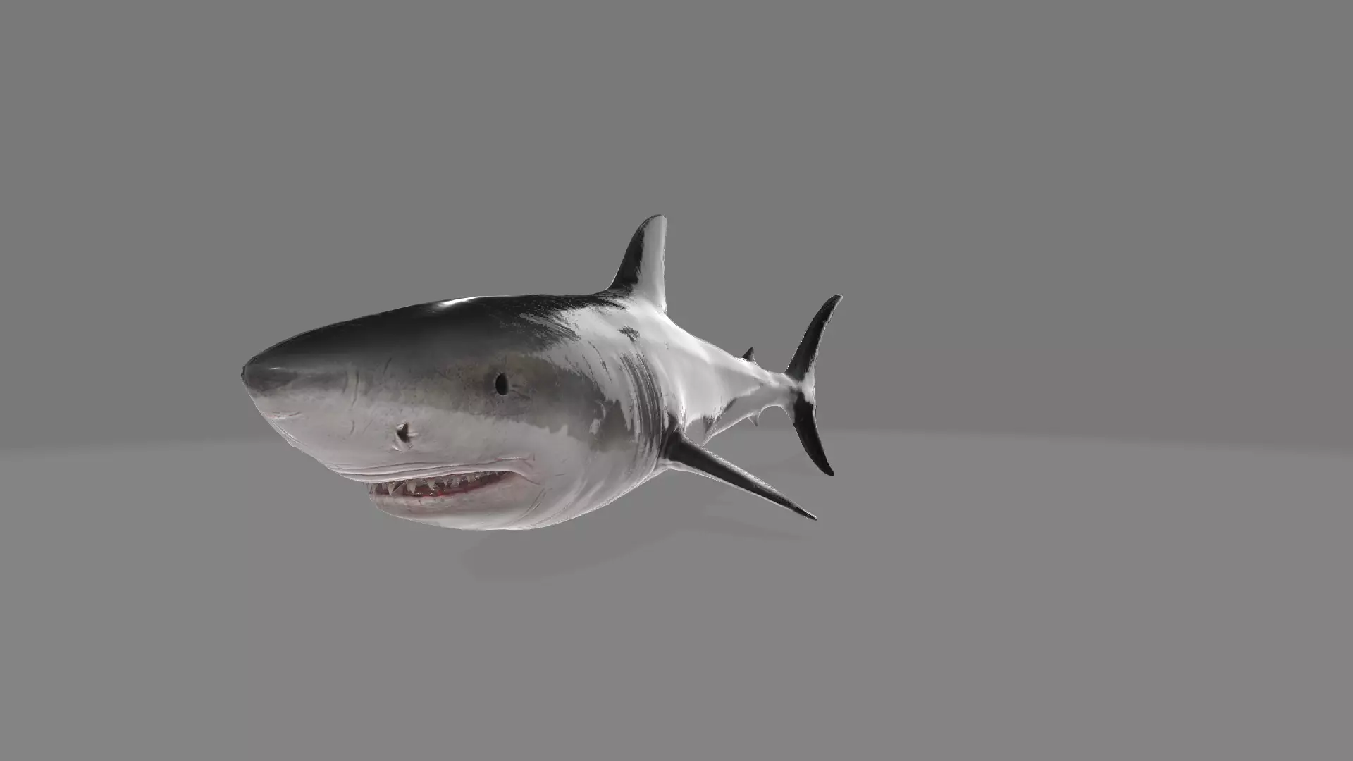 animated shark with high detail Low-poly 3D model_0
