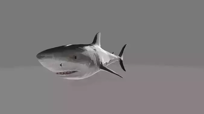 animated shark with high detail