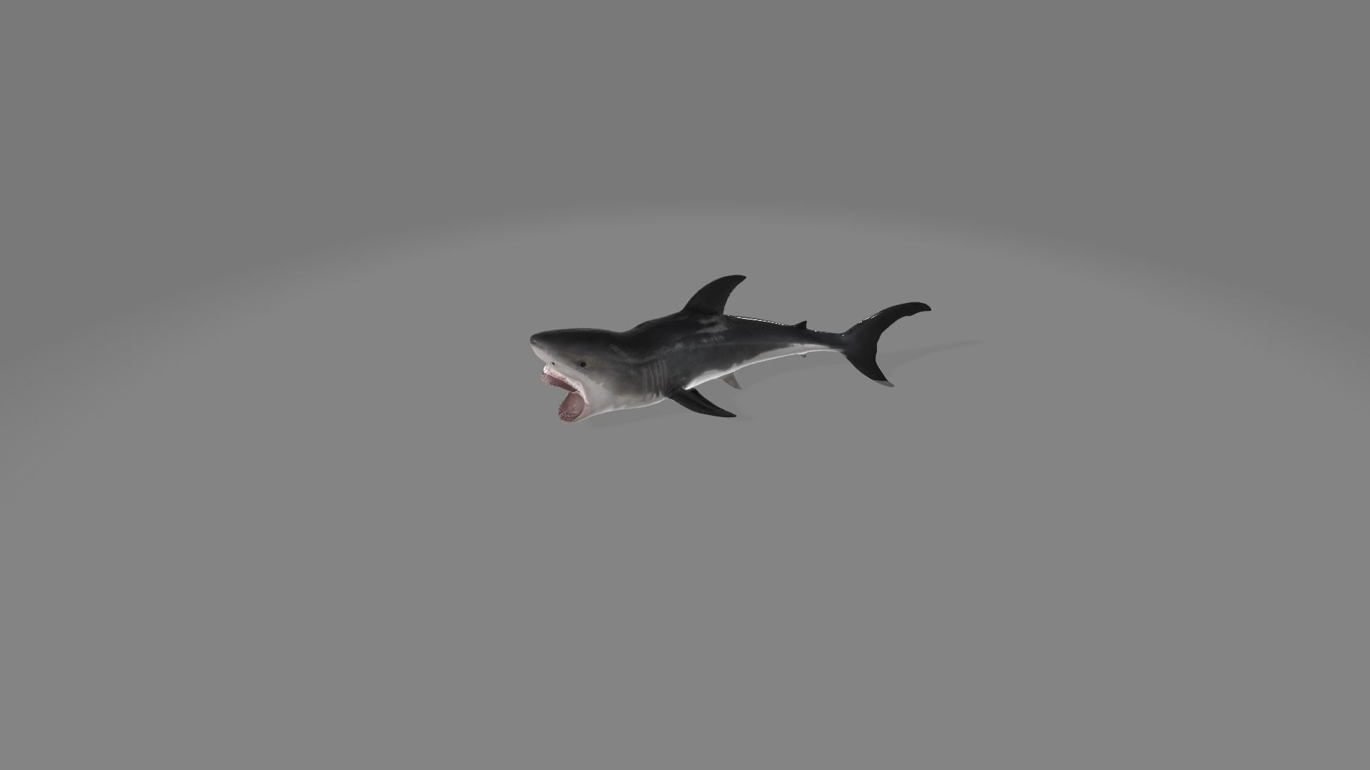 animated shark with high detail Low-poly 3D model_4
