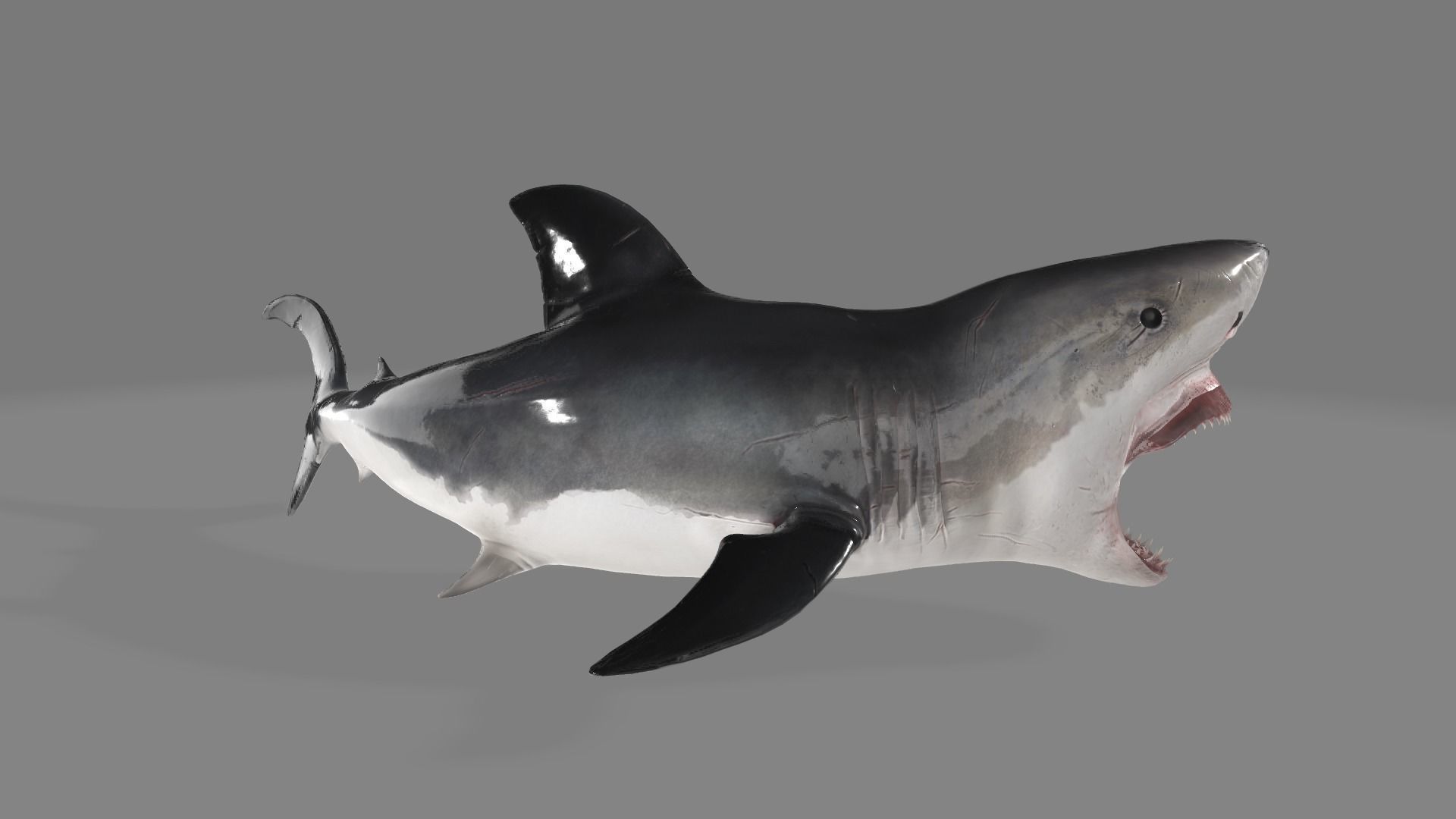 animated shark with high detail Low-poly 3D model_6