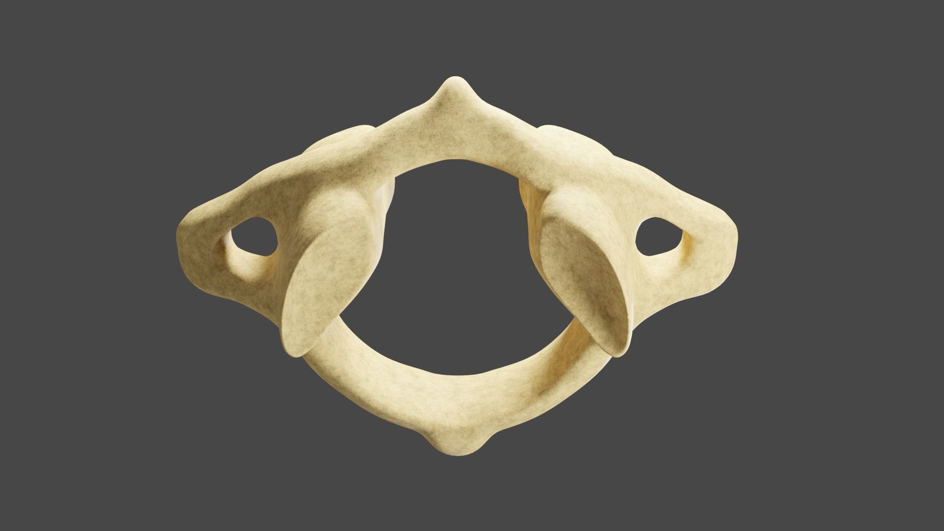 The First Cervical Vertebra 3D model_4