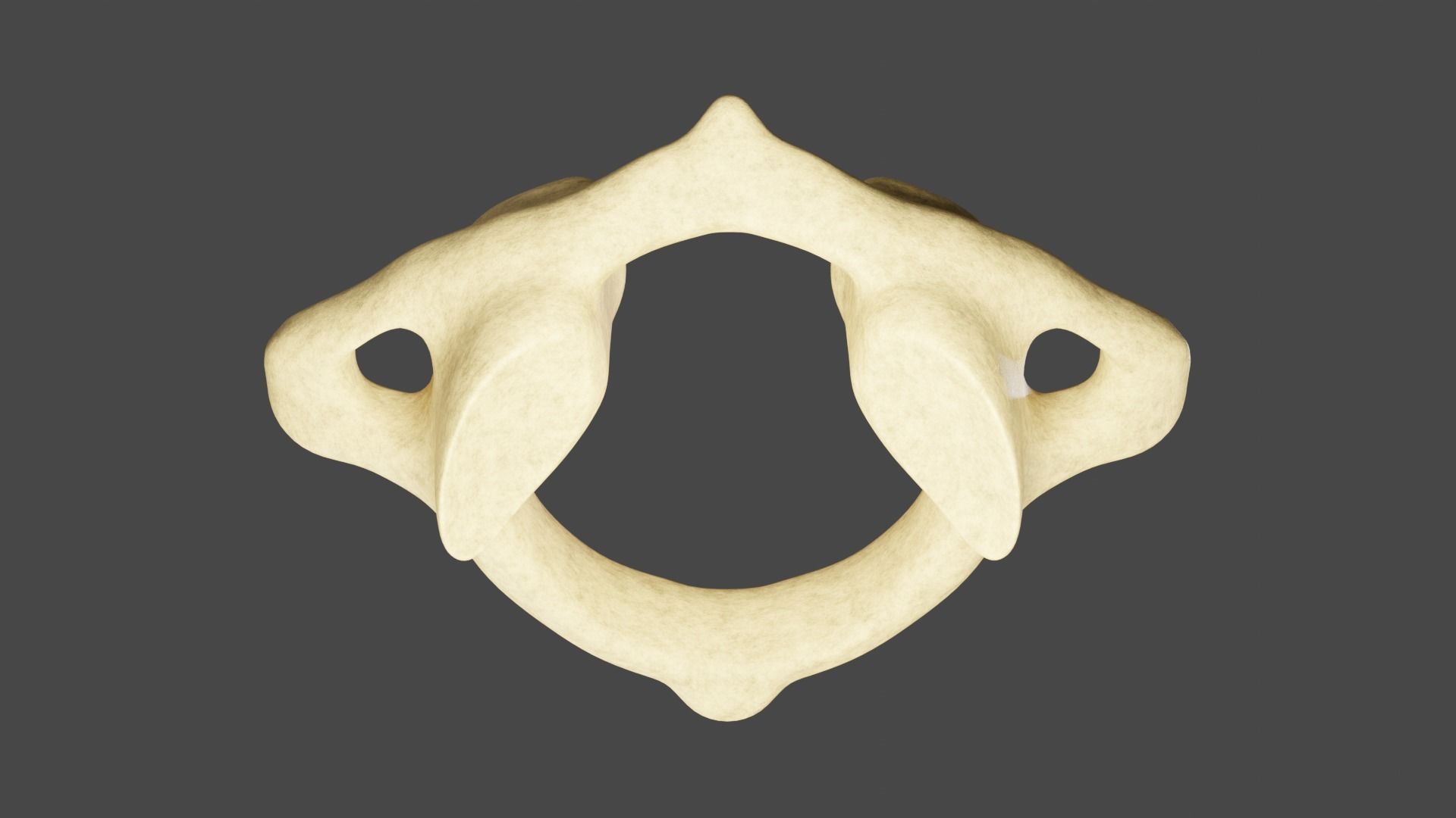 The First Cervical Vertebra 3D model_2