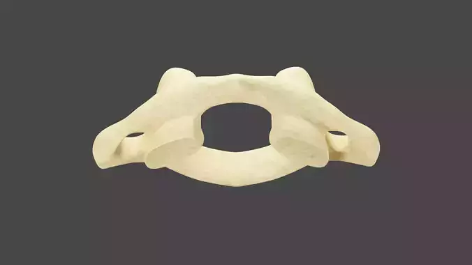 The First Cervical Vertebra 3D model