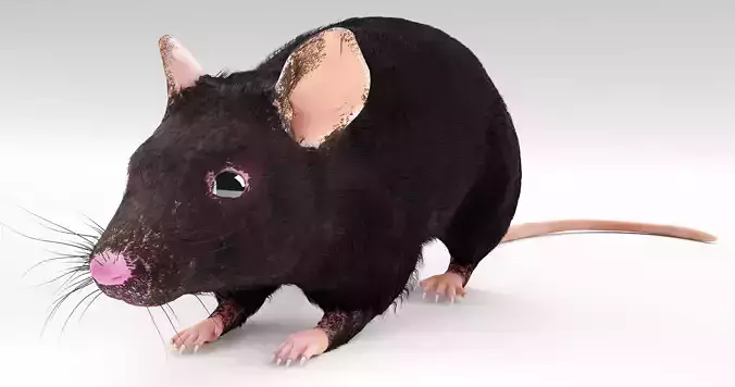 Realistic Mouse rat