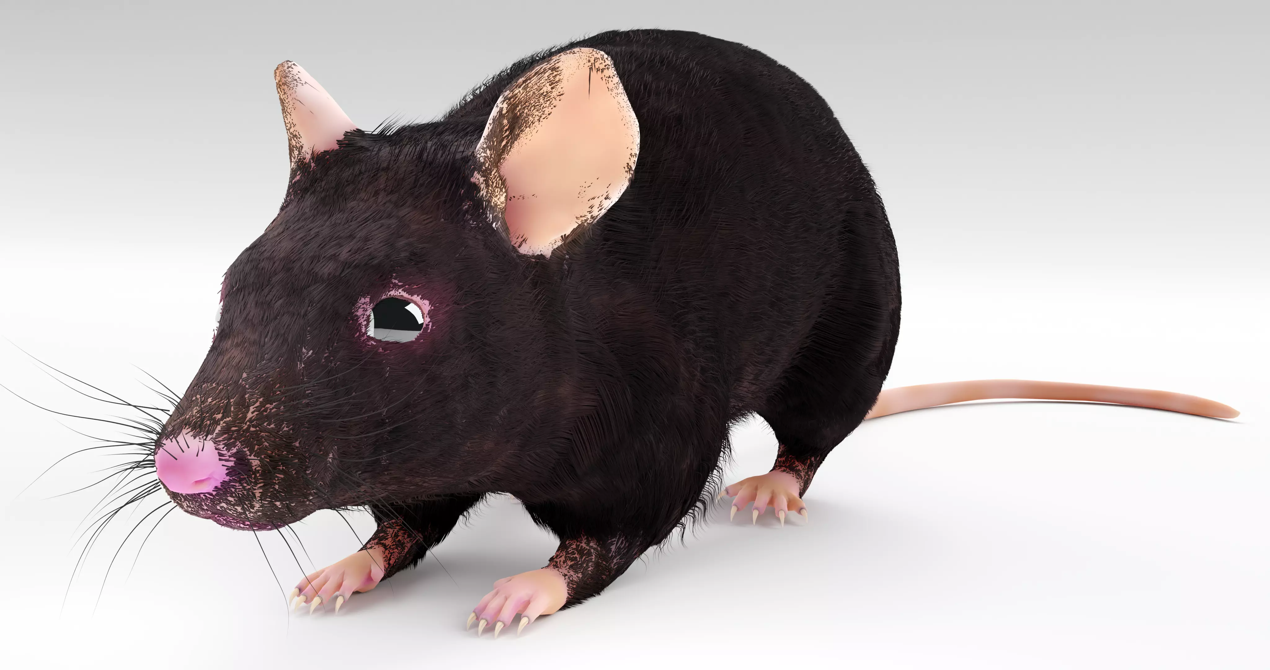 Realistic Mouse rat Low-poly 3D model_0