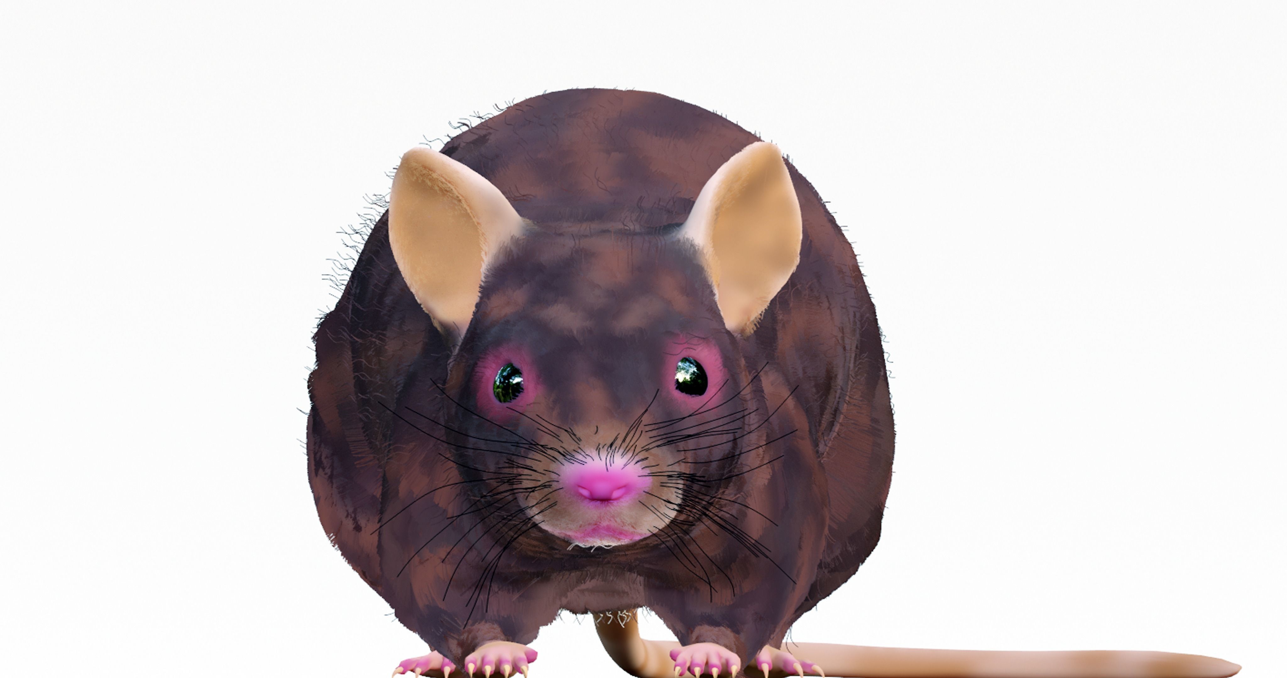 Realistic Mouse rat Low-poly 3D model_4
