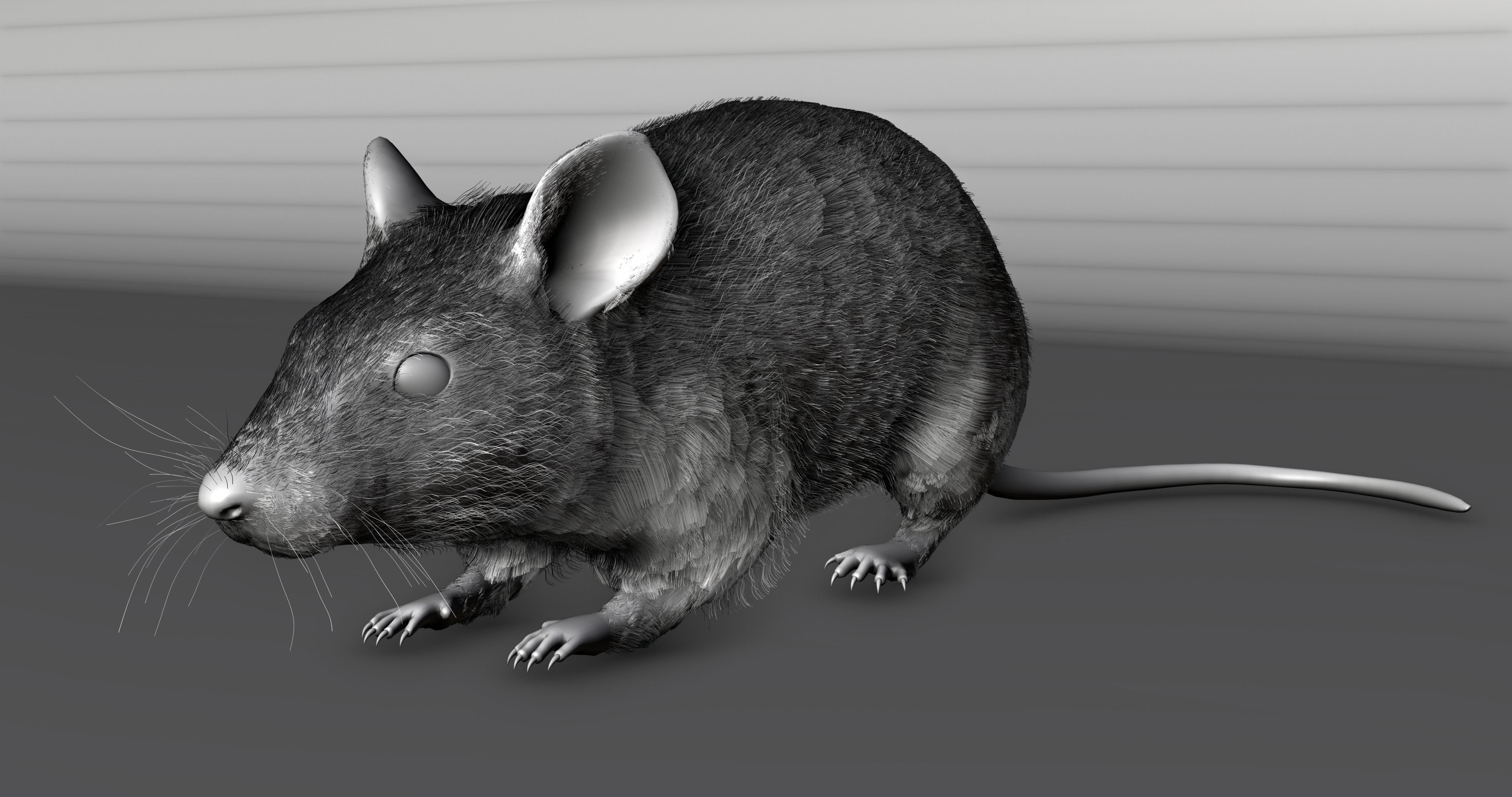 Realistic Mouse rat Low-poly 3D model_5