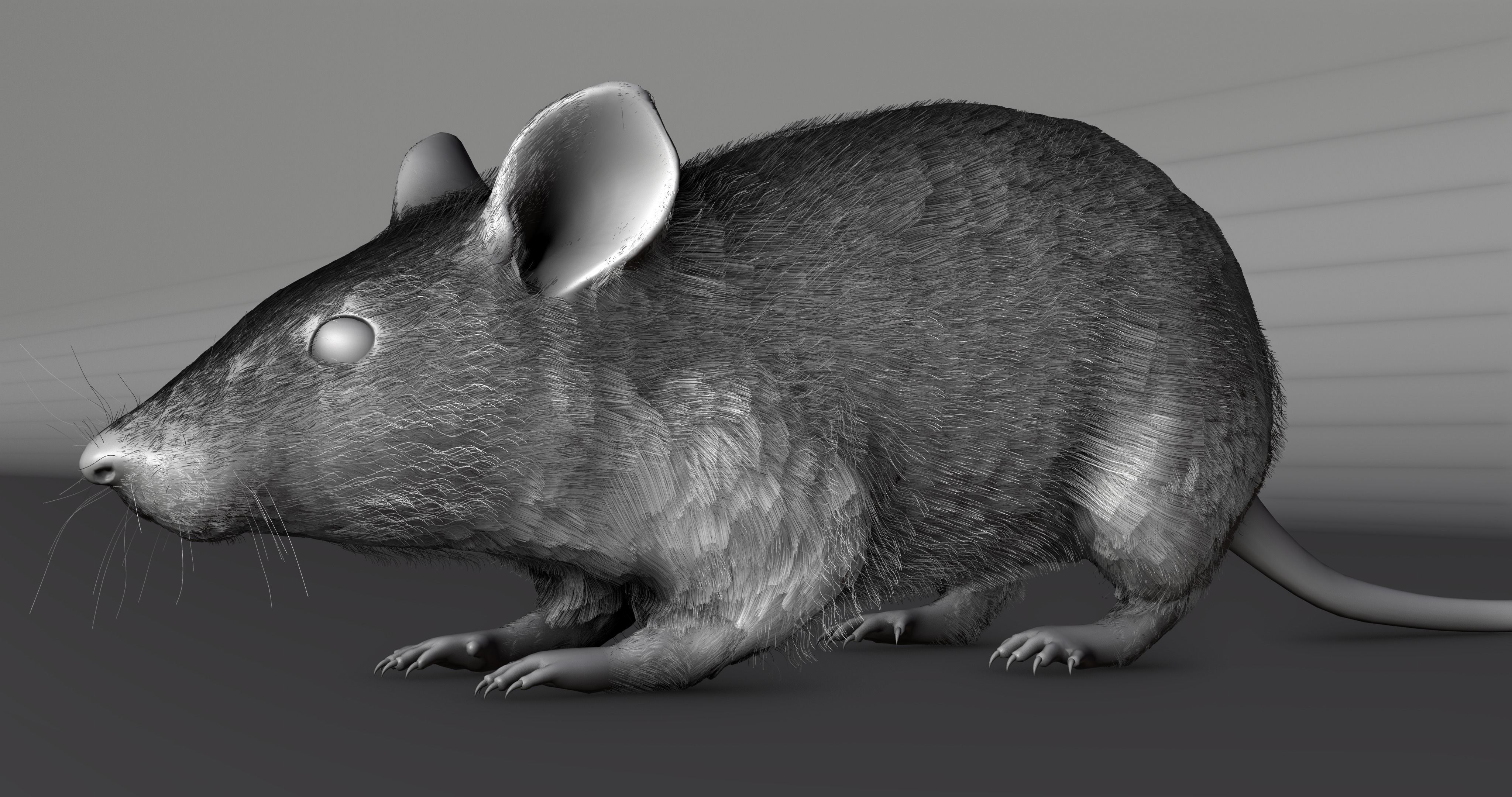Realistic Mouse rat Low-poly 3D model_8