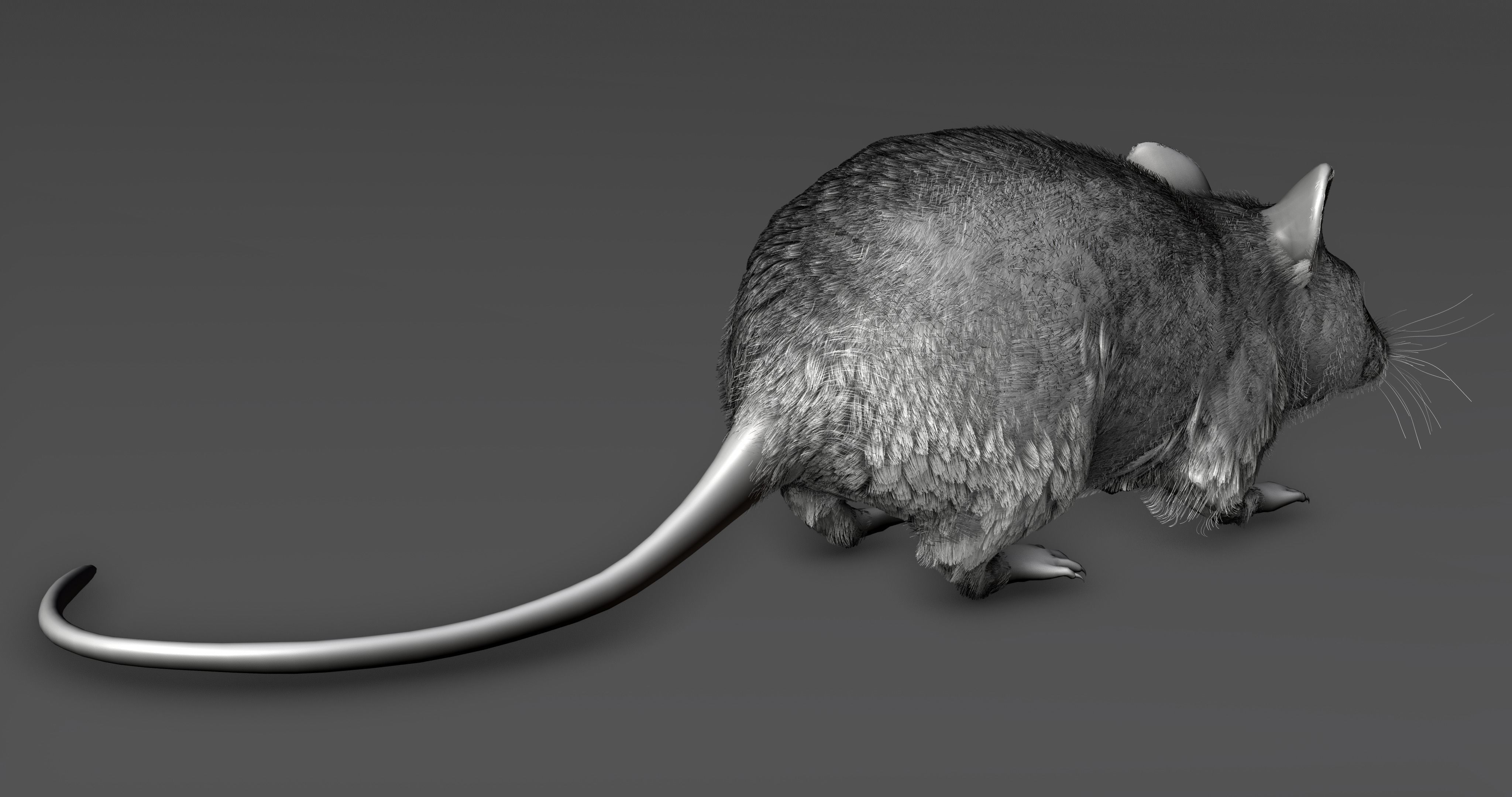 Realistic Mouse rat Low-poly 3D model_6