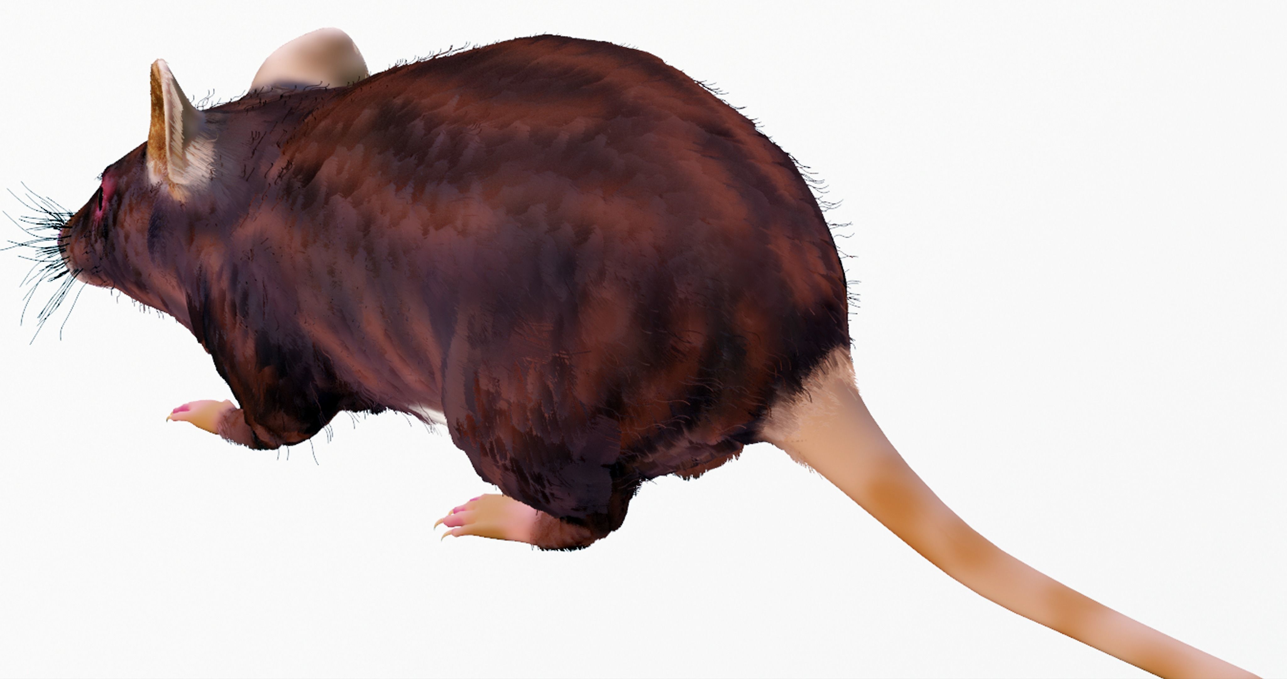 Realistic Mouse rat Low-poly 3D model_3
