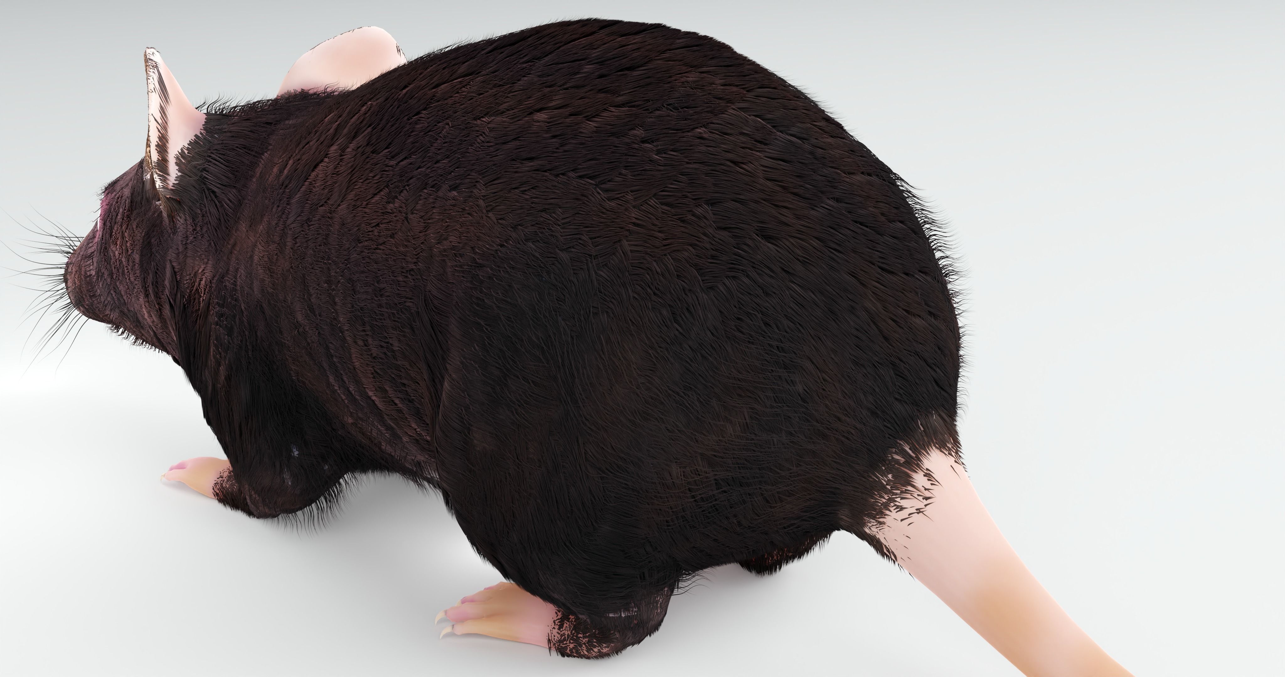 Realistic Mouse rat Low-poly 3D model_1