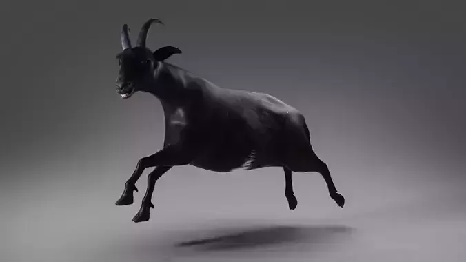 Goat 05 Rigged and Animation