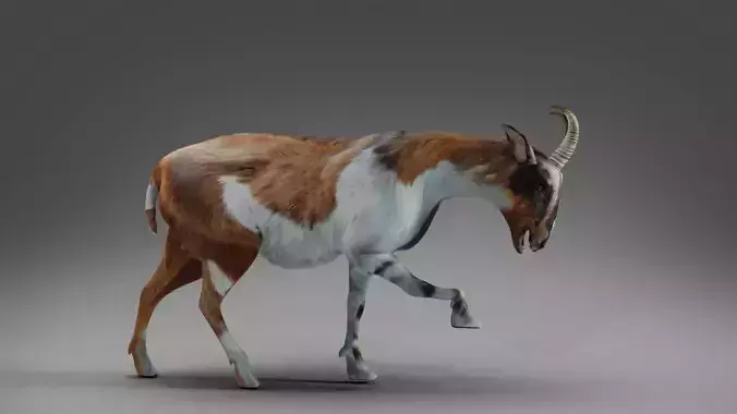 Goat 01 Rigged in Blender  Low-poly 3D model