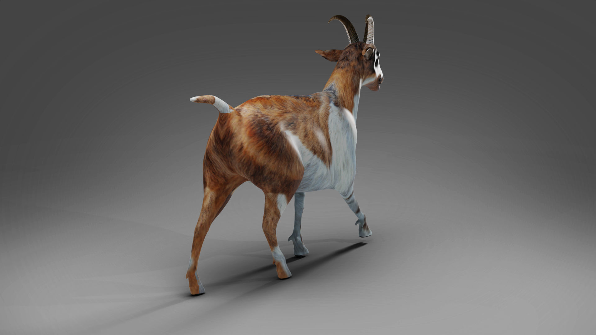 Goat 01 Rigged in Blender Low-poly 3D model_3