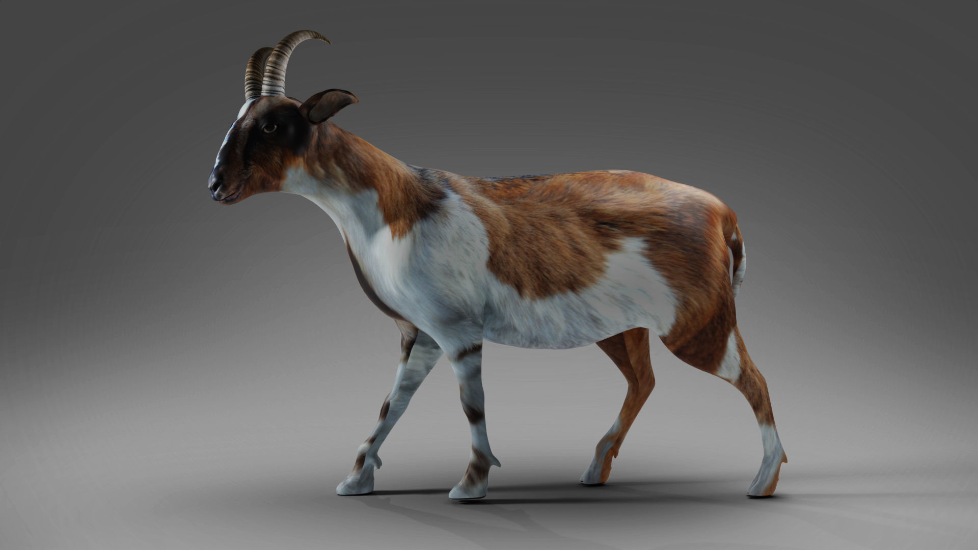 Goat 01 Rigged in Blender Low-poly 3D model_2