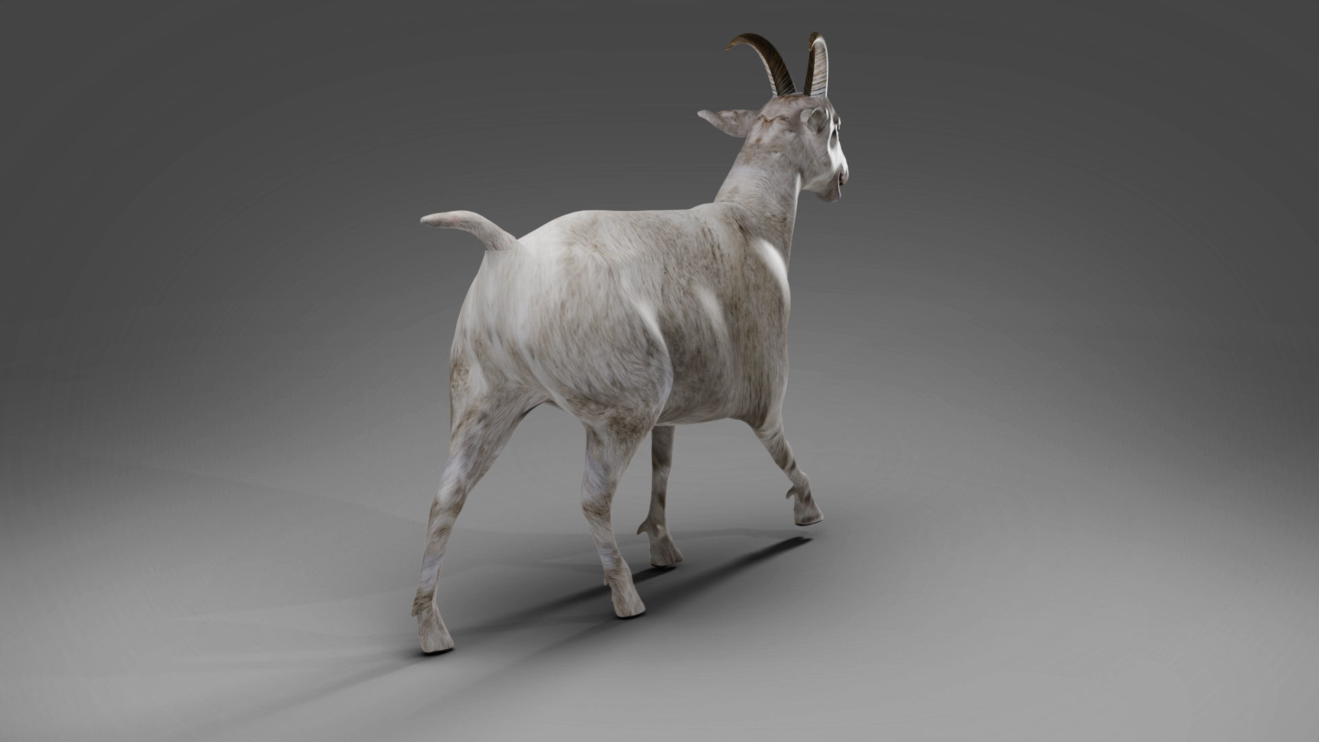 Goat 02 Rigged in Blender Low-poly 3D model_3