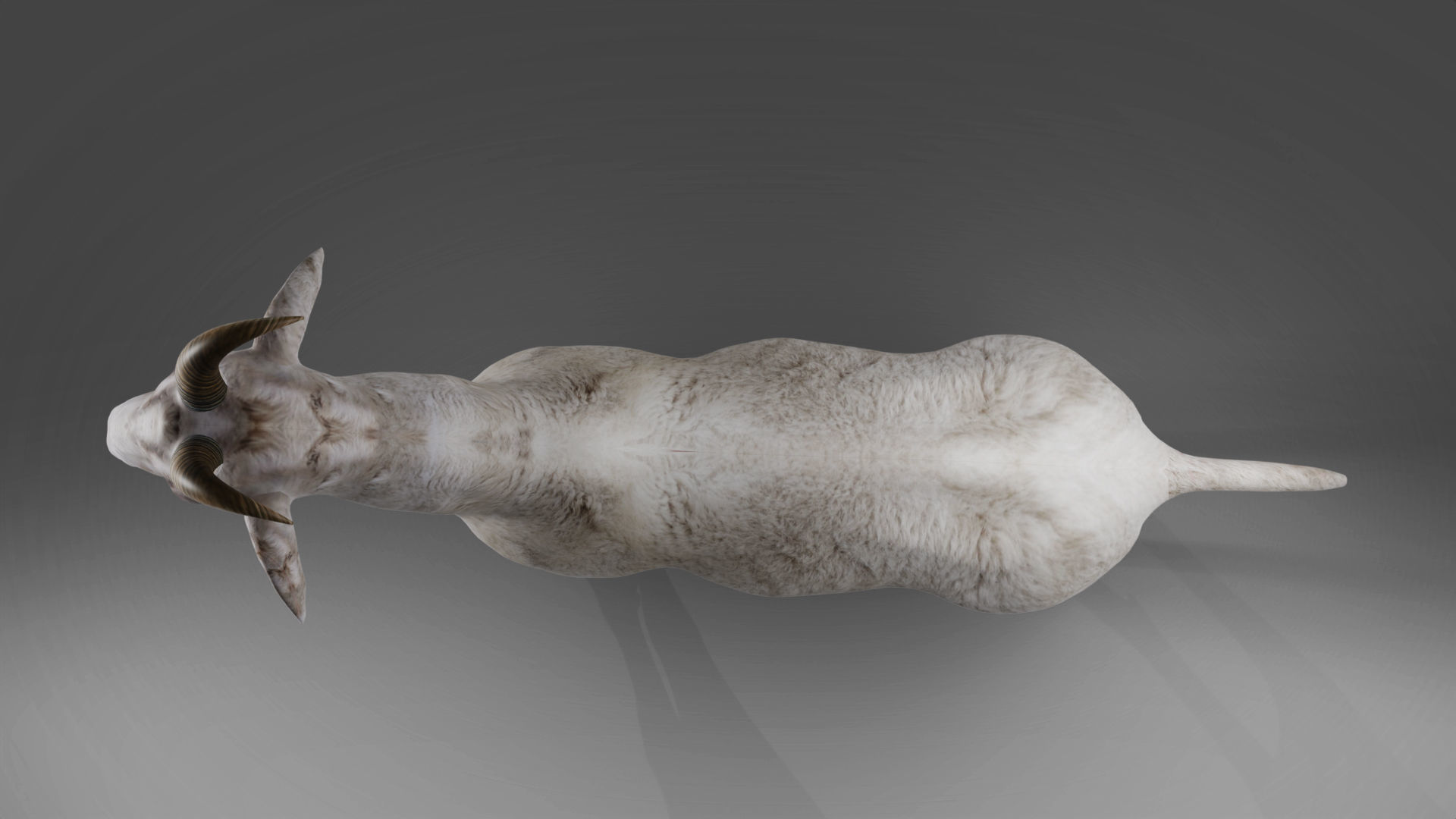 Goat 02 Rigged in Blender Low-poly 3D model_6