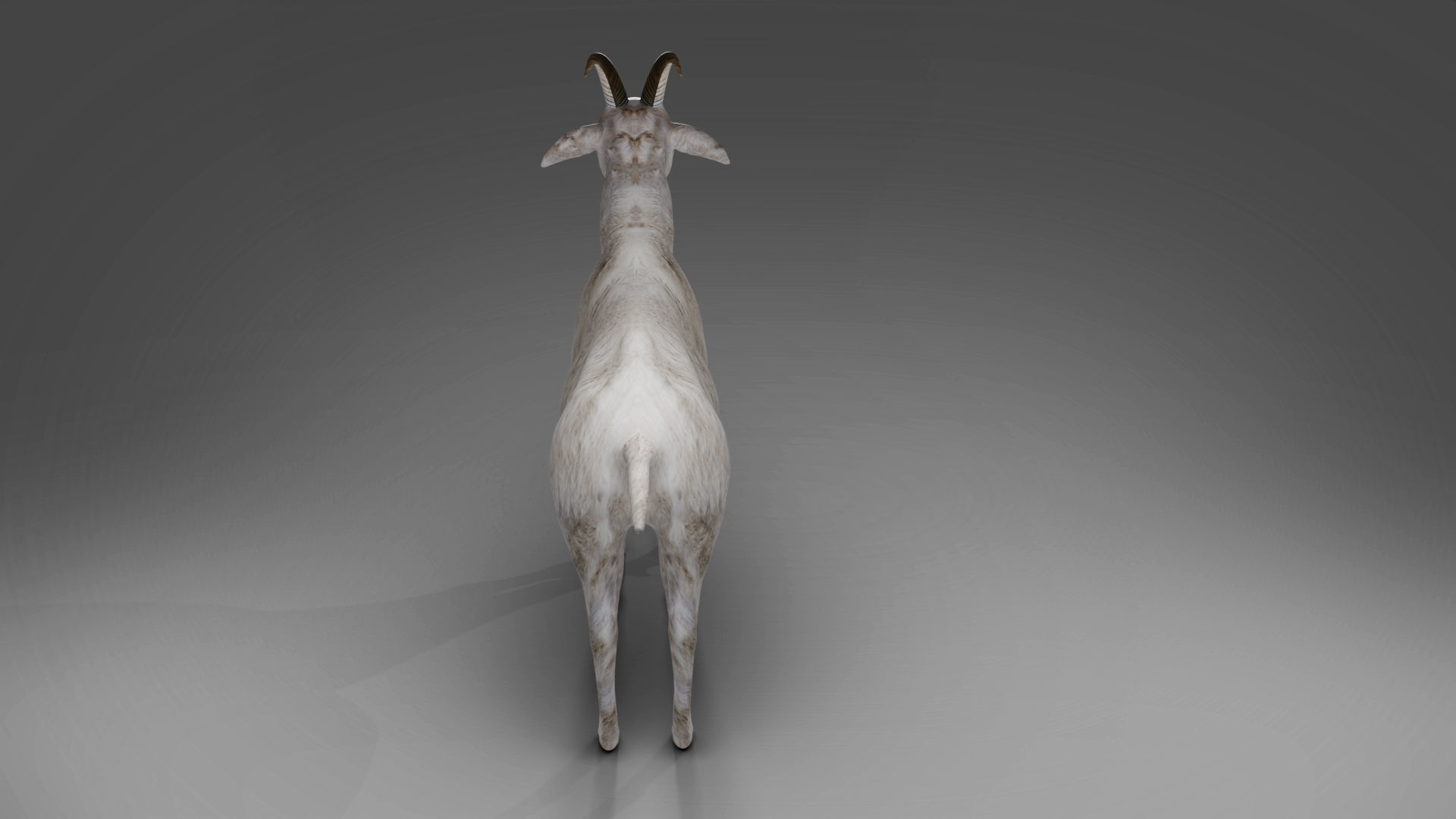 Goat 02 Rigged in Blender Low-poly 3D model_7