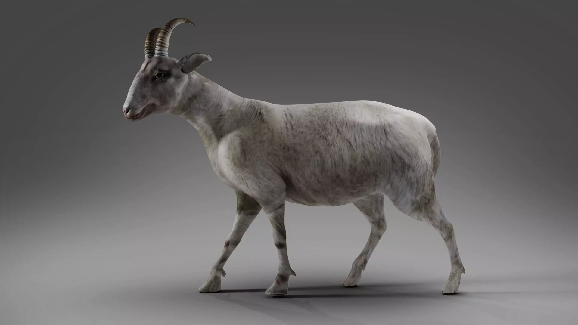 Goat 02 Rigged in Blender Low-poly 3D model_0