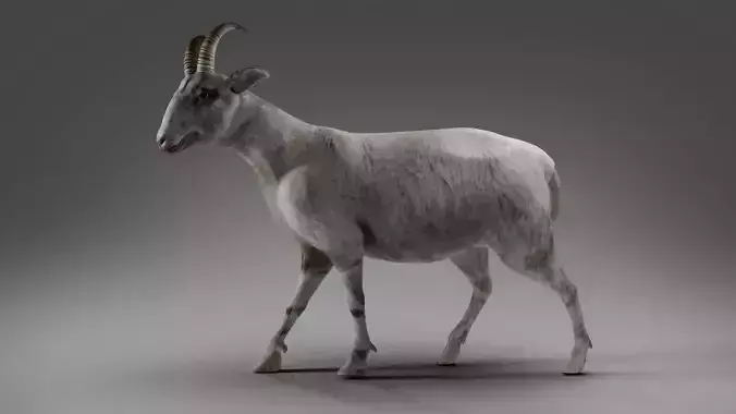 Goat 02 Rigged in Blender Low-poly 3D model