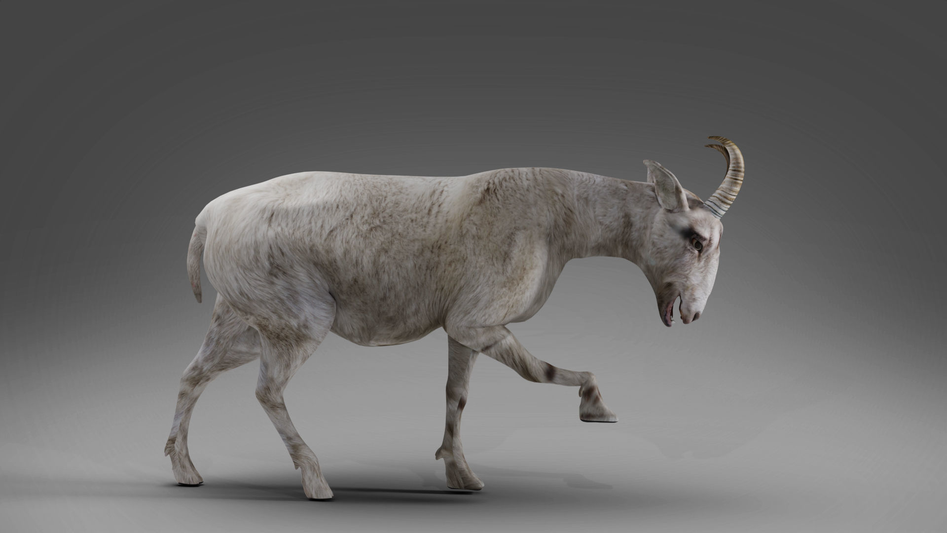 Goat 02 Rigged in Blender Low-poly 3D model_2